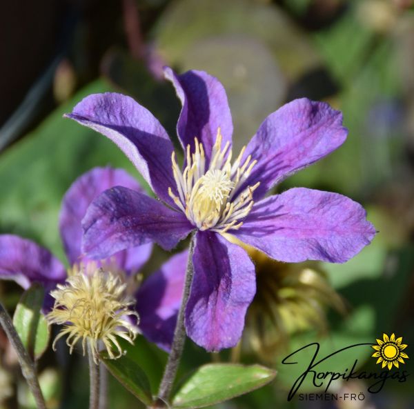 Italiensk clematis - fripollinerade frön Italiensk clematis - fripollinerade frön